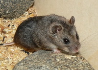 , Cricetulus Migratorius